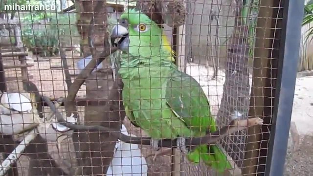 Забавни сладки папагали се учат да говорят..смях