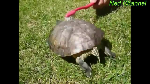 Вижте тази сладка костенурка, която танцува от кеф докато я четкат по черупката