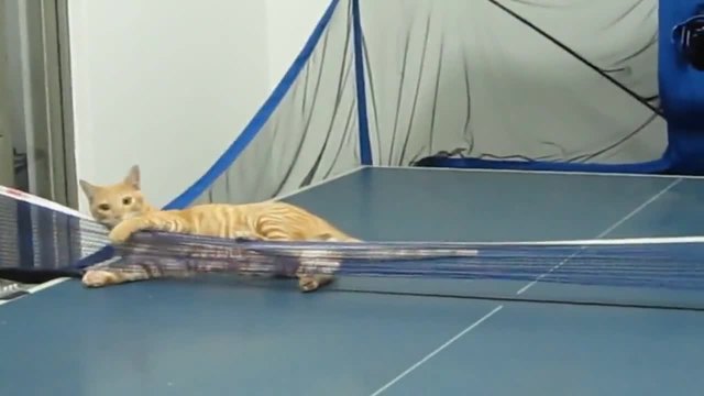 Невероятно! Котка играе тенис на маса като спортист!