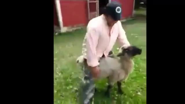 Когато се закачаш с разгневена овца, си получаваш заслуженото!