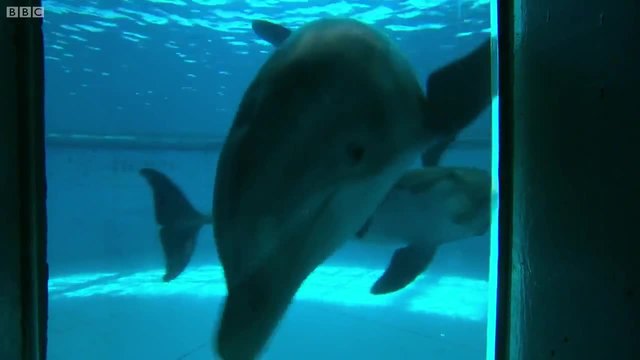 Колко ли са интелигентни делфините