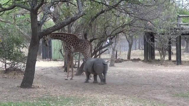 Жираф удря носорог