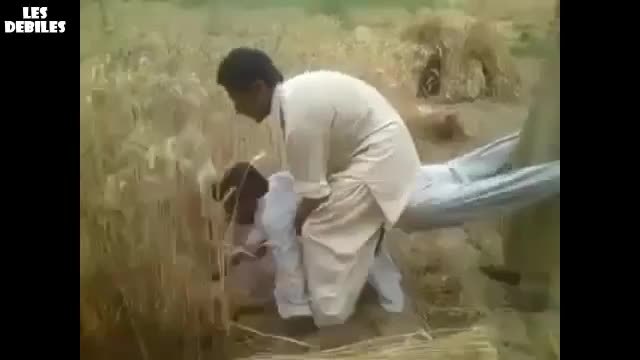 Интересен начин да се жънe жито !!!