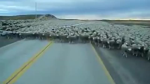 Виждали ли сте толкова много овце на едно място?