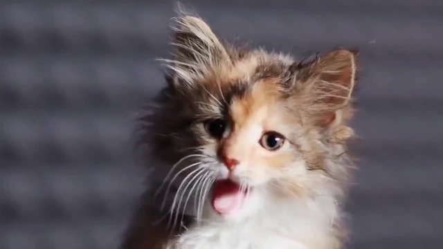 Малки, сладки, пеещи котенца