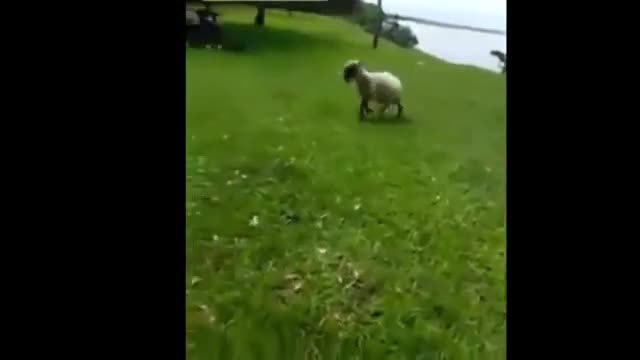 Играчка плачка накрая овцата си отмъсти