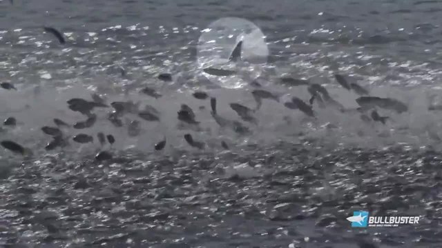 Епична миграция на пасажи риба край бреговете на Флорида !