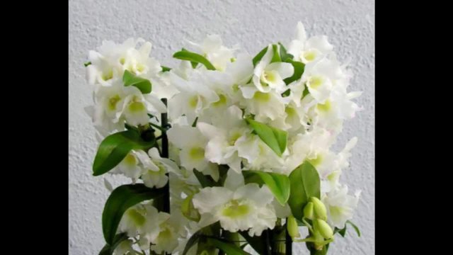 Валс на орхидеите...(Richard Abel)