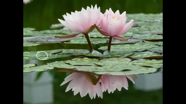 Beautiful water lilies... ...(music Kevin Kern)... ...