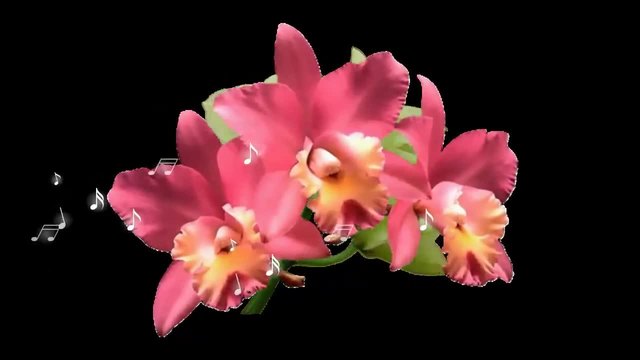 Orchids .. (music Nicolas De Angelis) ... ...