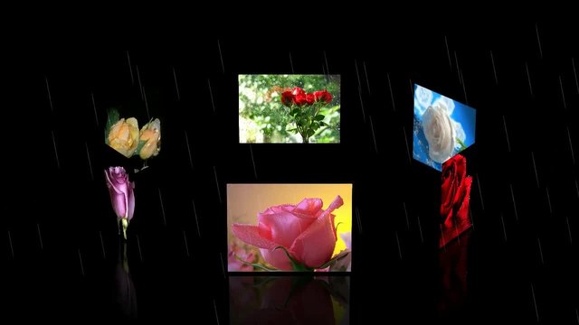 FLOWERS,RAIN, DROPS... ... (ARMIK)...