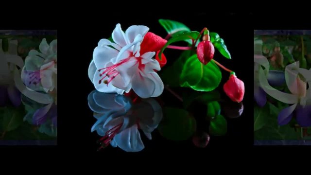 Miracle Flower -  Fuchsia... ...(music Richard Abel)... ...