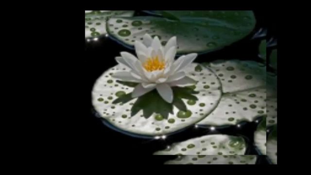 Water lily... ...(music Ernesto Cortazar)... ...