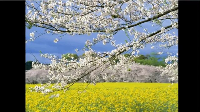 Japanese spring... ...(music Karunesh)... ...
