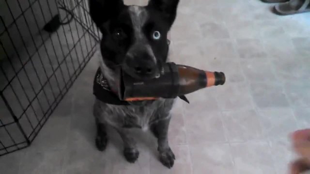 Ето това е Приятел! Кученце носи му бира направо от хладилника