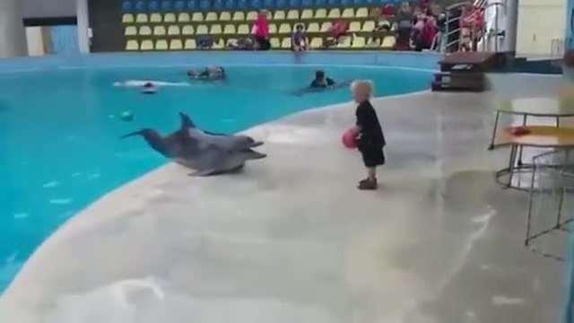 Делфин си подава топка с малко момченце.