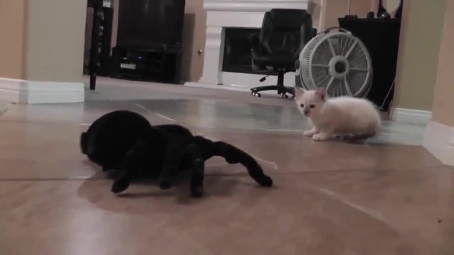 Смях ... Реакцията на малко коте срещу робот тарантула !!!