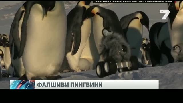 Внедрен робот пингвин изследва живота им 05.11.2014