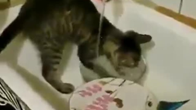 Коте мие чинии !!!