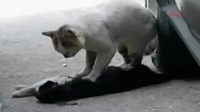Котка се опитва да съживи мъртвият си приятел, след като е ударен от кола!!!