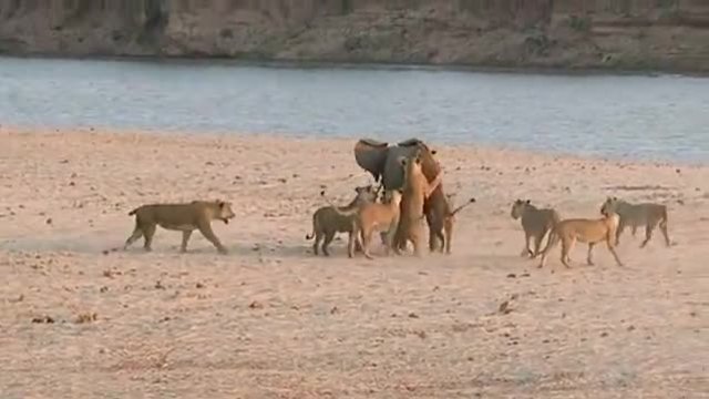Малко бебе слонче пребори и оцеля след нападение от стадо лъвове