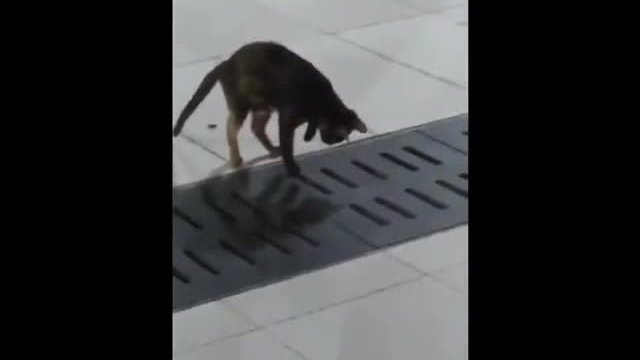 Котка улавя мишка със страхотен рефлекс!