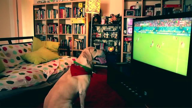 Куче гледа Световното и се радва на гола на Португалия! ВИДЕО