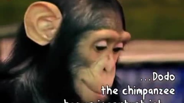 Сърцето на Животните - Шимпанзе храни бебета тигри с бутилка мляко