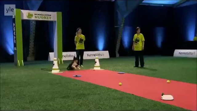 Весел голдън ретривър на състезание за кучета