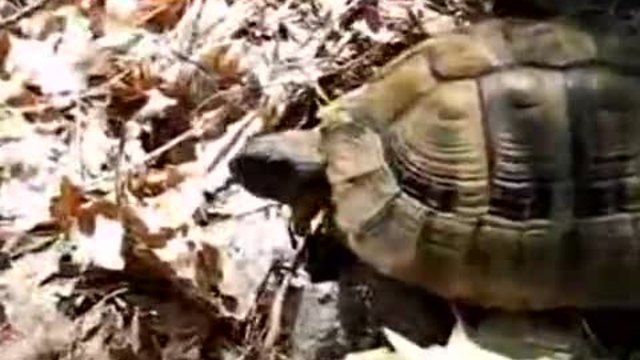 600 Малки костенурки днес иззети от митническите власти са предадени в зоопарк