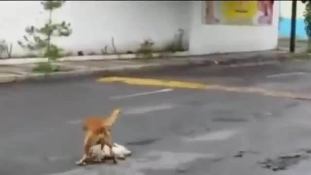 Куче се опитва да издърпа своя приятел от улицата
