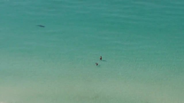 Акула дебне и преследва плячката си до плажа !
