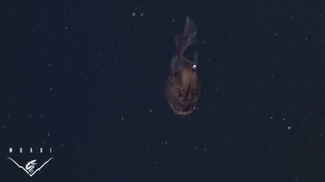 Дълбоководен черен морски дявол