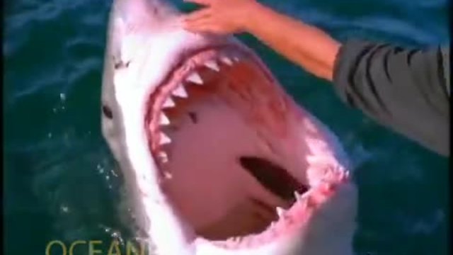 Страховити кадри , мъж гали с ръка по муцуната голяма бяла акула !