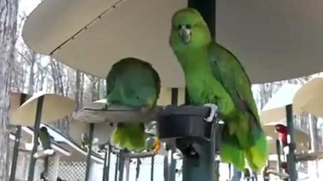 Зелени папагали спорят в разговор като стара семейна двойка ,смях