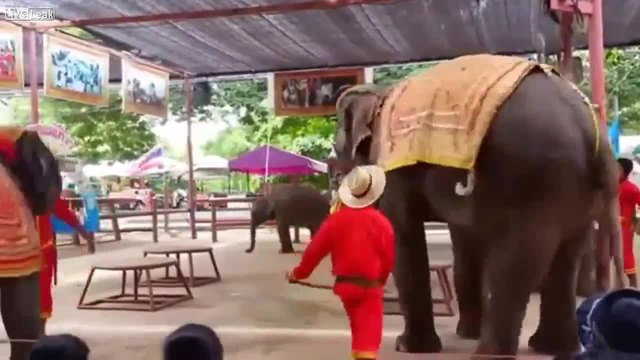 Танцуващи слонове - Шоу в Индия