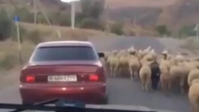 Най-ловката и бърза кражба на овца от кола ...По Път в Русия!