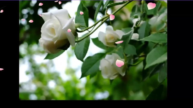 &quot;Чудото на розата&quot; ... (music Armik) ... ... (по стихове на Александър Калчев) ...