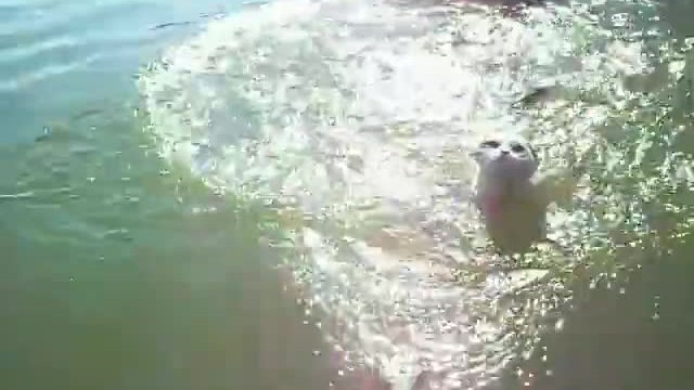 Котка скача в реката и плува