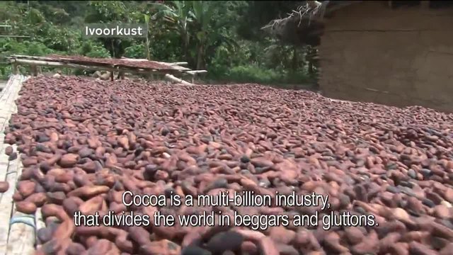 Производители на какао опитват шоколад за първи път през живота си