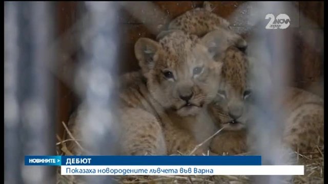 Показаха новородените лъвчета във Варна