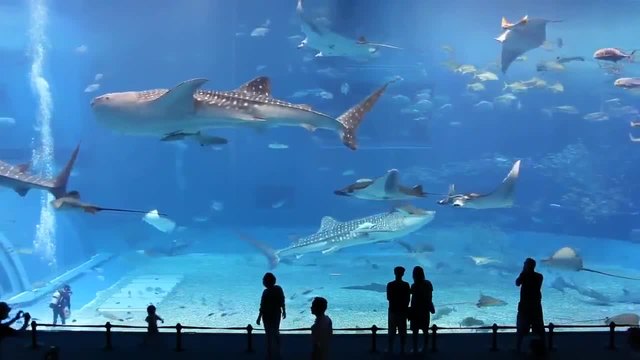 Най-големият аквариум в света