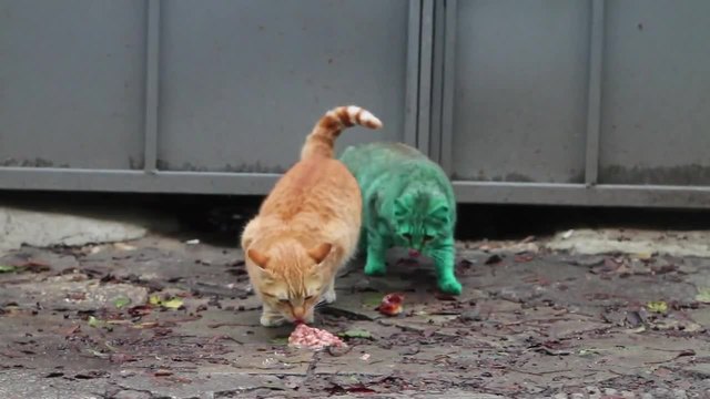 Зелената котка от Варна се е боядисвала и друг път с изоставена боя от строеж