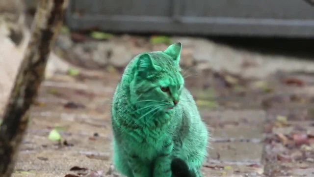 Котка във Варна се боядисва в зелено, докато спи върху изоставени кутии със синтетична боя