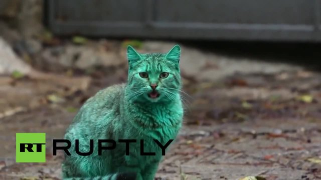 Зелена котка от Варна стана хит в Интернет - Видео! Чуждестранни медии отидоха да я снимат