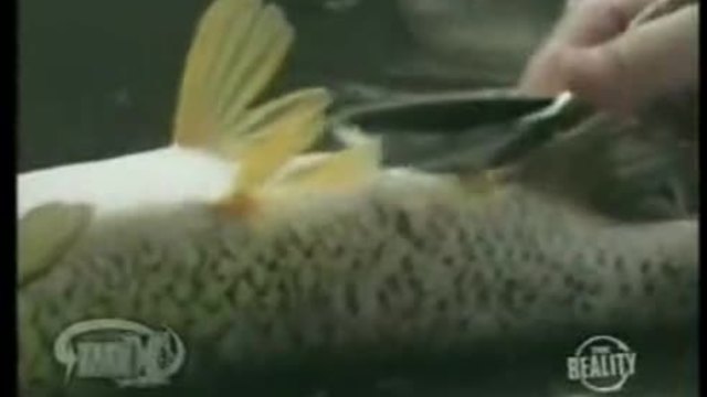 Риба за Никулден - Да ядеш от рибата , а тя да мърда