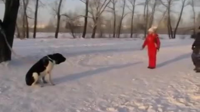 Яка Тренировка на куче В Русия - да защити стопанката си от нападение без колебание!