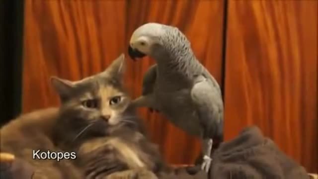 Папагал целува котка по очите ...а тя не мига