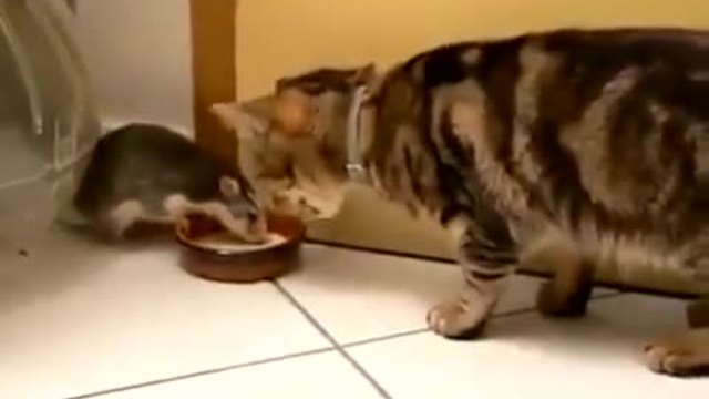 Невероятно! Котка и мишка пийват мляко от една купичка