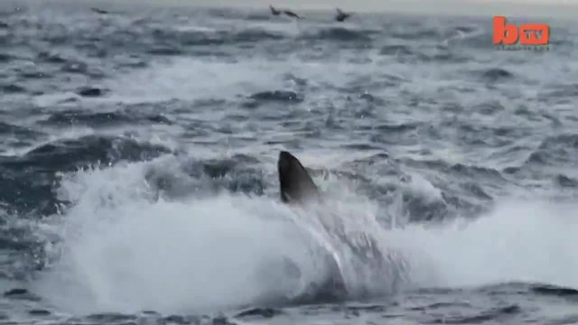 Летущи акули